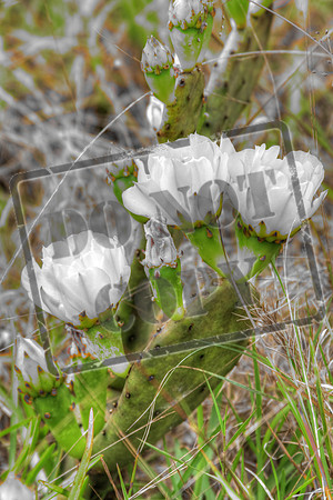 cactus white May 10_0256 AA copy