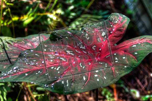 water_0000_46