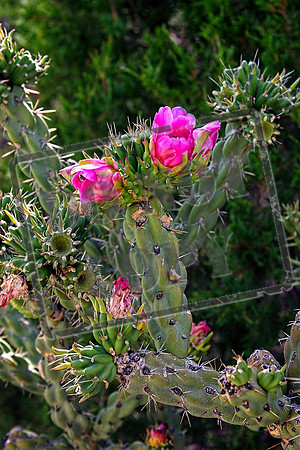 cactus 23