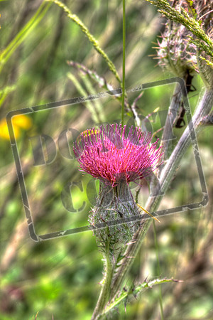 THISTLE 0055