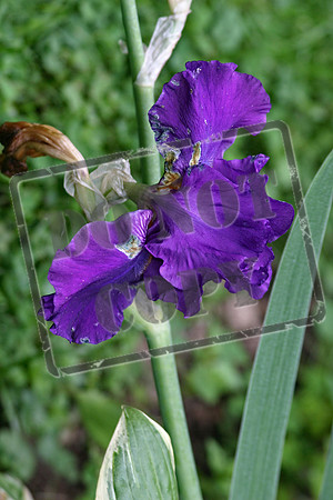 iris 013 copy