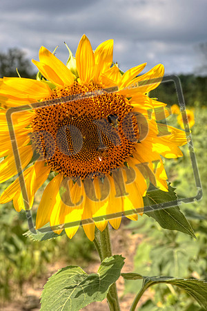 Wheeler July 6 391 46