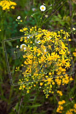 YELLOW_0061