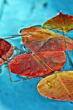 leaves  on a pond 56
