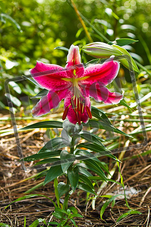 lily_0001