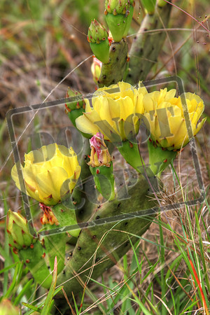 cactus yellow may10_0256