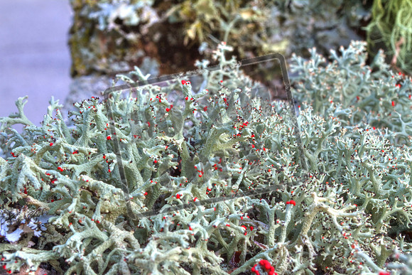 fungus Lichens  Sept 3_0030_46