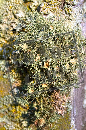 fungus Lichens  Sept 3_0015_46