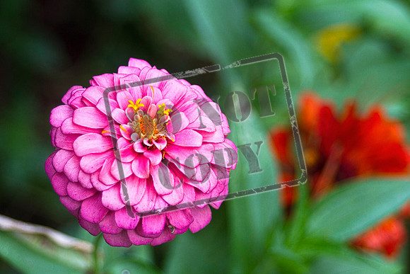 flowers aug 8_0111 as Smart Object-1 copy 46