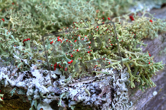 fungus Lichens  Sept 3_0027_46