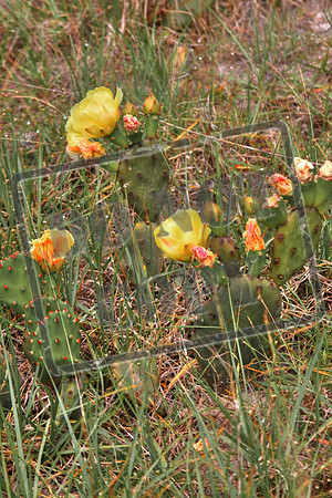 cactus may10_0241