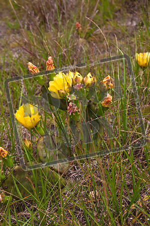 cactus may10_0244