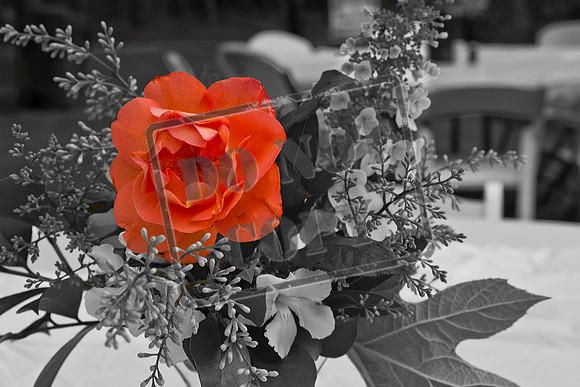 petersonapr30_0023BW