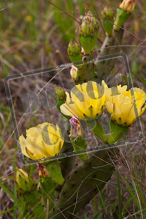 cactus may10_0253