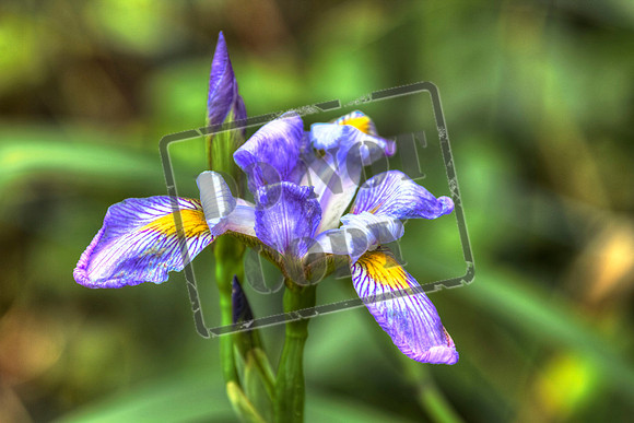 blue  iris 63