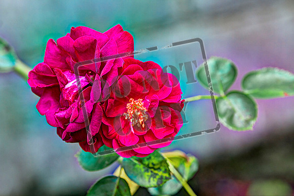 rose duo 72