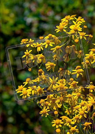 yellow 0073