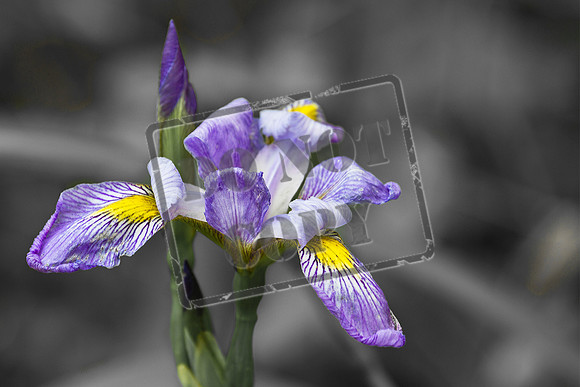 blue iris 0063 BW