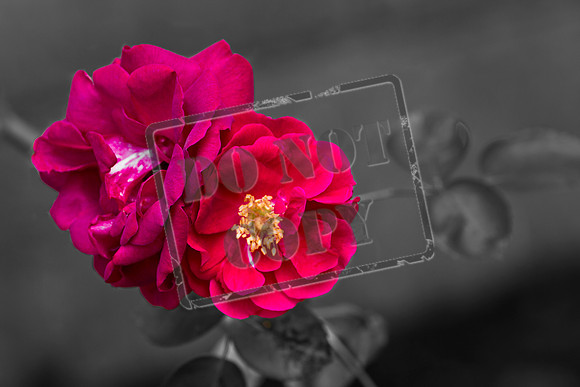 rose duo 0073 BW