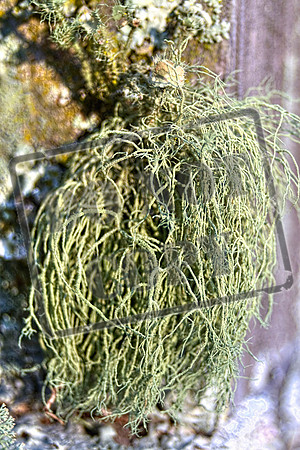 fungus Lichens  Sept 3_0006_46