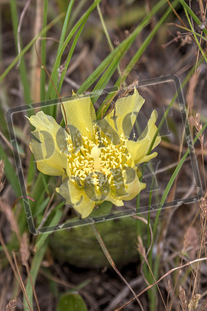 cactus yellow may10_0220