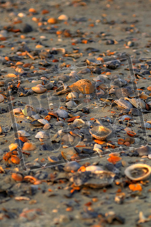 beach 156